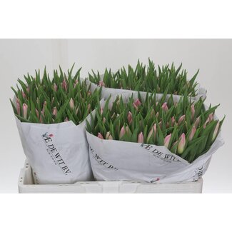 Freshy Tulp enkel Bolroyal Pink