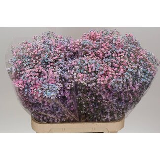 Freshy Gyps Kleurbehandeld Xlence Dusty Bubblegum