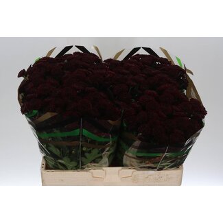 Freshy Chrysant santini Jinda Red X L