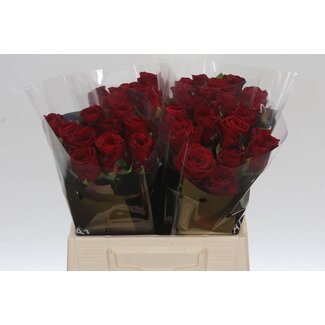 Freshy Rosa Red Naomi Marjo