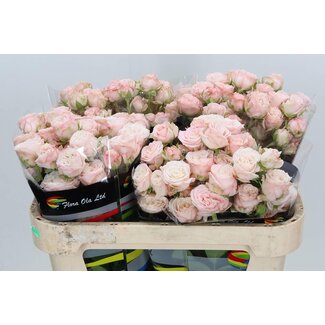 Freshy R tros Bombastic