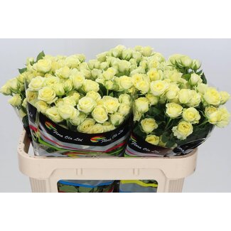 Freshy R tros Wedding Invite