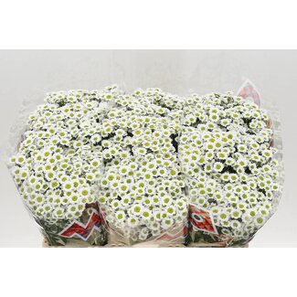 Freshy Chrysant santini Mad Lindi White