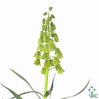 Freshy Fritillaria Ivory Bells