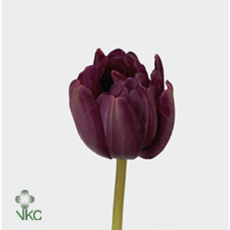 Freshy Tulp dubbel Blue Diamond