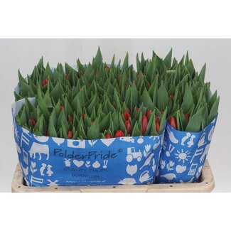 Freshy Tulp enkel Power Play
