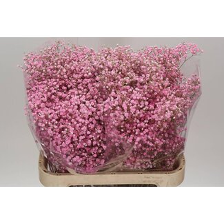 Freshy Gyps Kleurbehandeld Xlence Dusty Pastel Pink