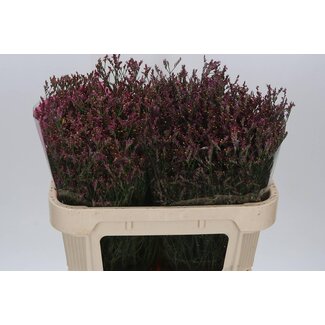 Freshy Limonium Sin Scar Diamond