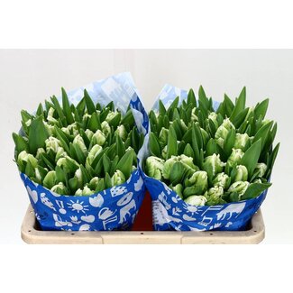 Freshy Tulipa parkiet Super Parrot