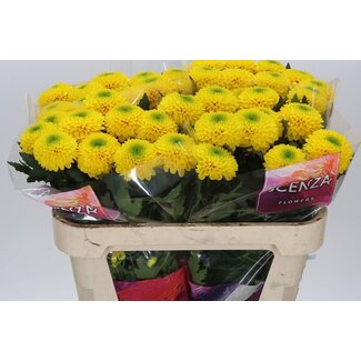 Freshy Chrysant deco Brasiliana