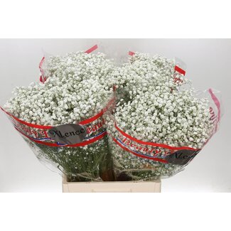 Freshy Gyps Pa Xlence