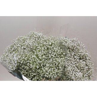 Freshy Gyps Pa Cosmic Ec 25