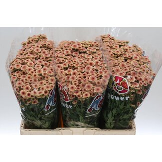 Freshy Chrysant santini Mad Salmon Tyolo