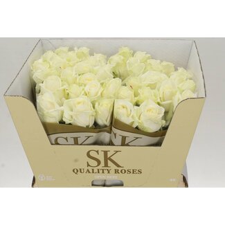 Freshy Rozen “Avalanche Koene White” | Kleur: Wit | Lengte ± 60 centimeter | Per 10 rozen