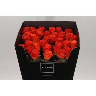 Freshy Rosa Clarence Allure