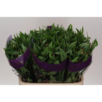 Freshy Alstroemeria Casanova