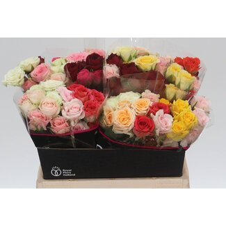 Freshy R tros Gemengd in Bos Holla