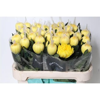 Freshy Chrysant deco Pjotr
