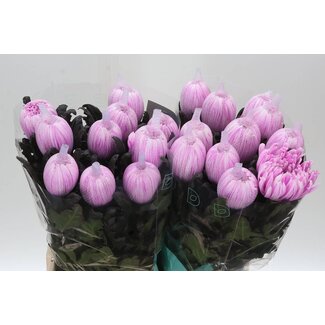 Freshy Chrysant deco Antonov Kleurbehandeld Pastel Cerise