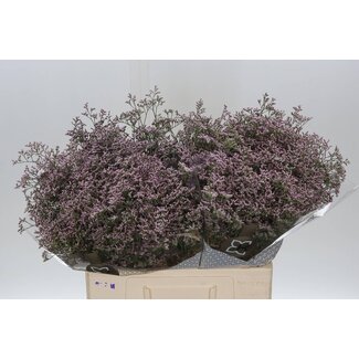 Freshy Limonium Saf Oshi Pink