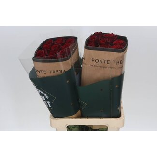 Freshy R Eq Explorer