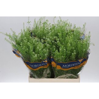 Freshy Lepidium Green Bell