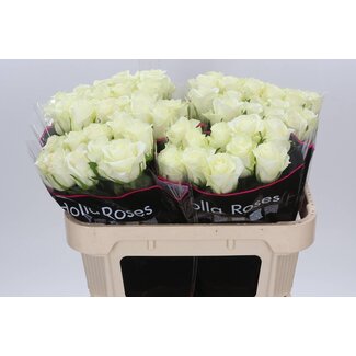 Freshy Rosa Mont Royal