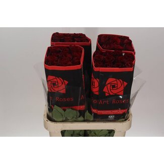 Freshy R Eq Explorer x25