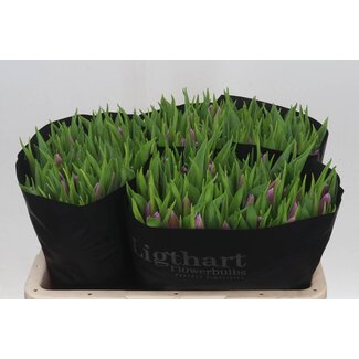 Freshy Tulp enkel Donau