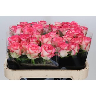 Freshy Rosa Jumilia X L