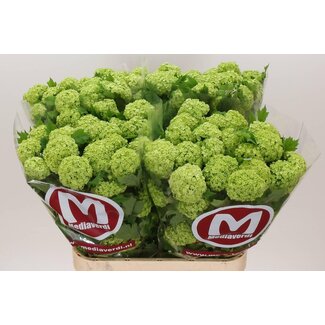 Freshy Sneeuwbal 4 Kop Ex