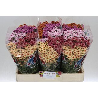 Freshy Chrysant santini Mad Tyolo Mix