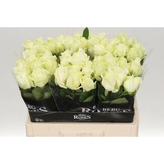 Freshy Rosa Avalanche Bergenia