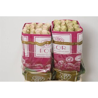 Freshy R Eq Quicksand