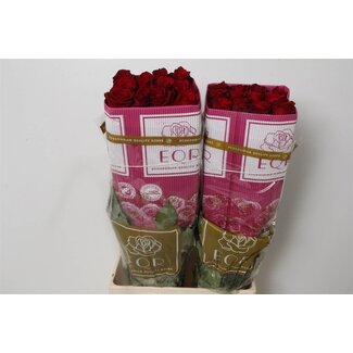 Freshy R Eq Explorer x25