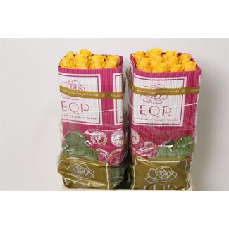 Freshy R Eq Lighthouse