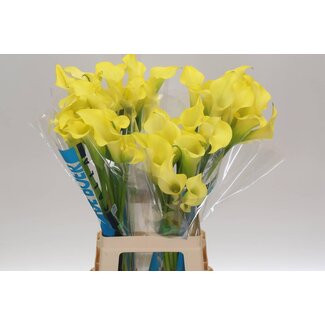 Freshy Zantedeschia Aliceara Springs