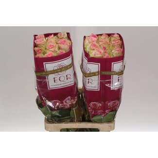 Freshy R Eq Esperance