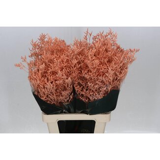 Freshy Limonium Kleurbehandeld Skylight Zalm