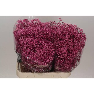 Freshy Gyps Kleurbehandeld Xlence Cerise