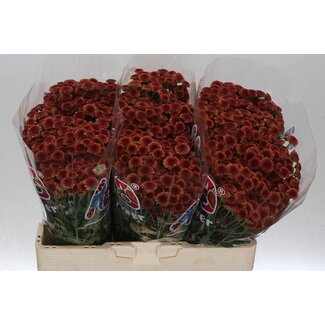 Freshy Chrysant santini Mad Red Tyolo