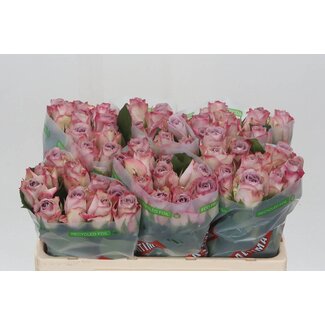 Freshy Rosa Memory Lane