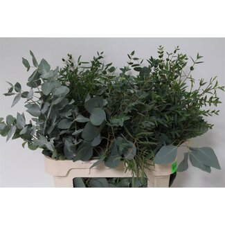 Freshy Eucalyptus Mix 300gr (p. bos)