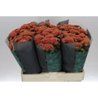 Freshy Chrysant santini Ellison Salmon