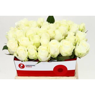 Freshy Rosa Countdown