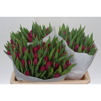 Freshy Tulp enkel Pink Ardour