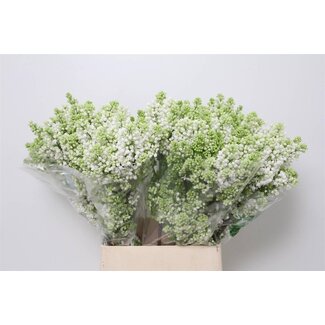 Freshy Sering V Mme Fl Stepman 4 Kop