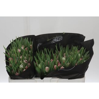 Freshy Tulp dubbel Flash Point