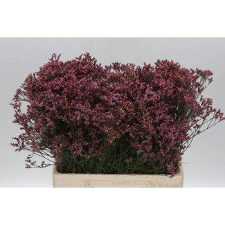 Freshy Limonium Sin Senecio Pink Beauty