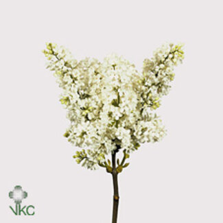 Freshy Sering V Mme Fl Stepman 4 Kop